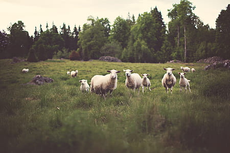 herd of sheep on green grass during daytime