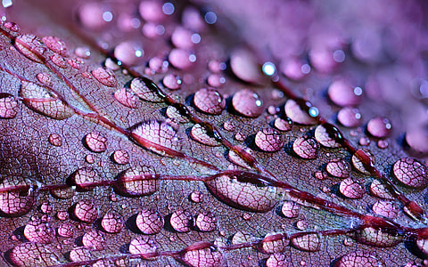 closeup photo of raindrops on purple leaf