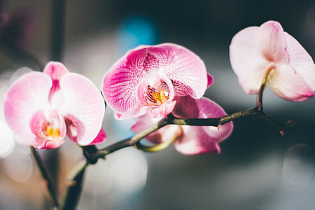 Close-Up Photography of a Pink and White Moth Orchid