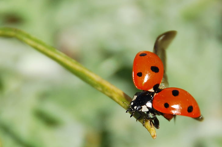 close up photography of ladybug perched on green stem
