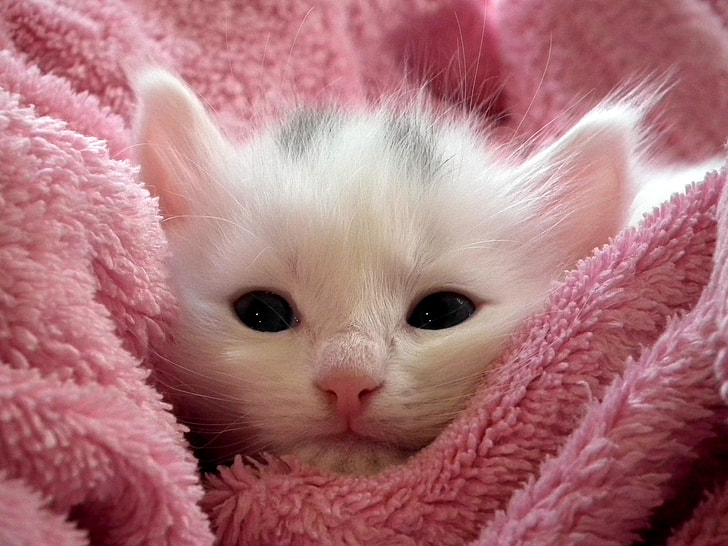 white short-fur kitten on pink bath towel