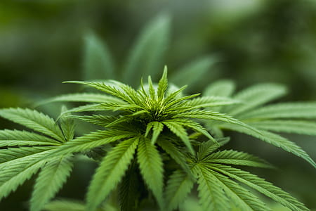 close-up photo of Cannabis