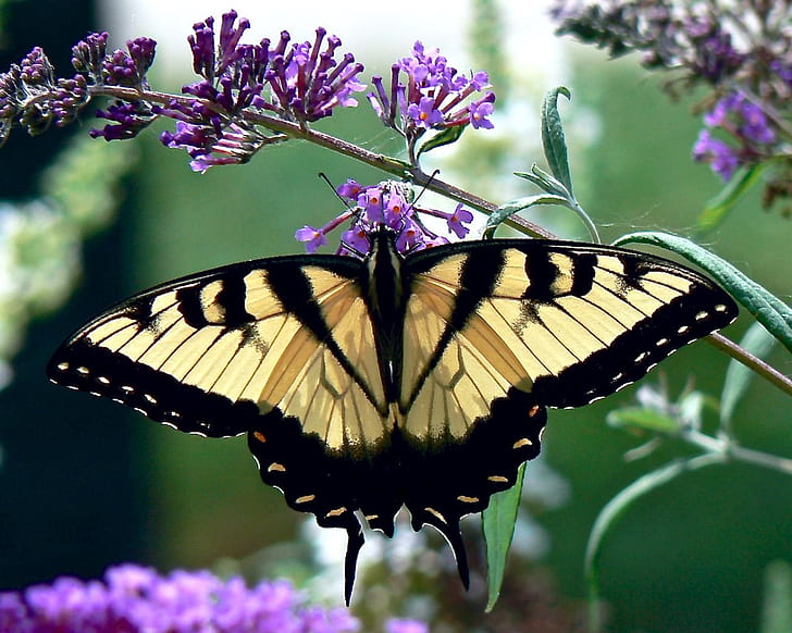 Eastern tiger swallowtail butterfly perched on purple petaled flower closeup photography