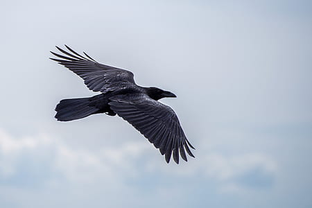 black eagle soaring under blue sky during daytime