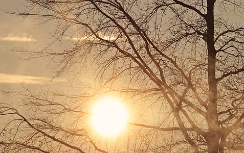 silhouette of bare tree during daytime