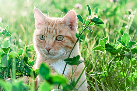 orange tabby cat on grass field