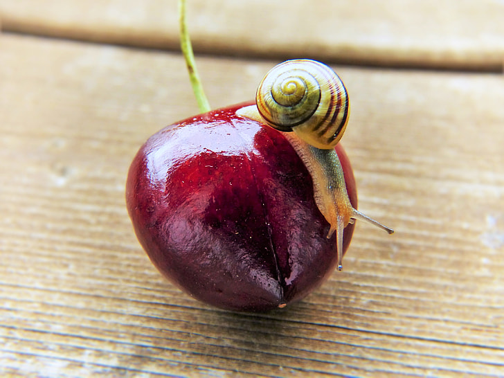 snail on red fruit
