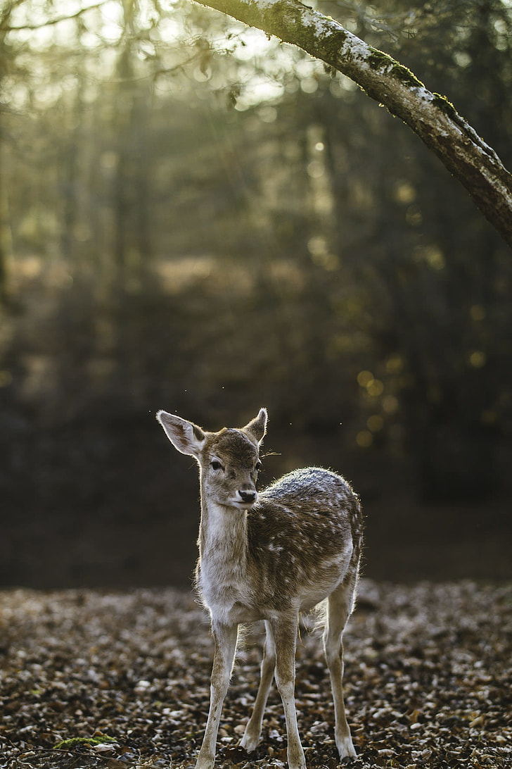 selective focus photography of deer kid