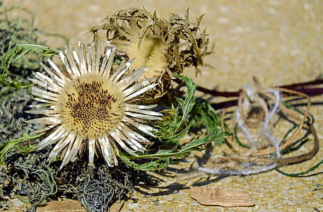 white petaled flower on brown surface