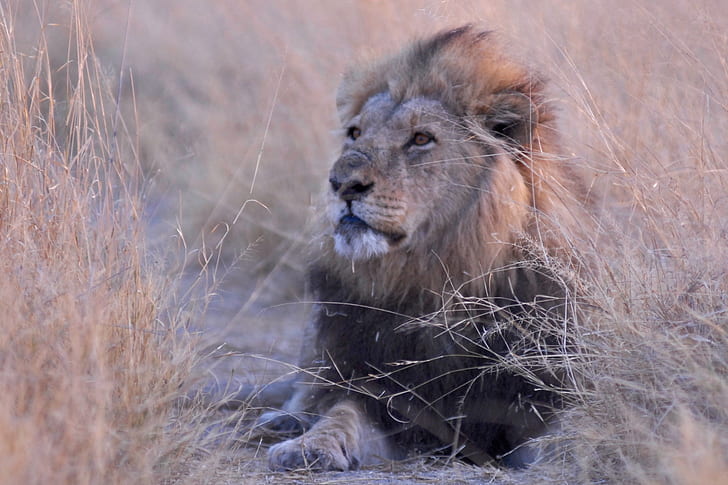male lion lying on brown grass field