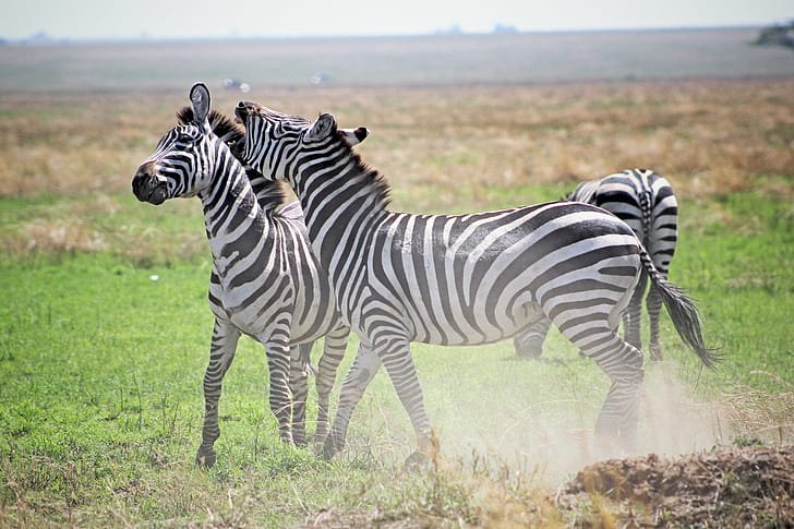 three zebras on green grass field at daytime