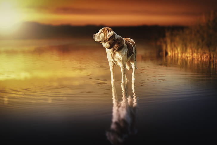 adult white and brown dog on body of water