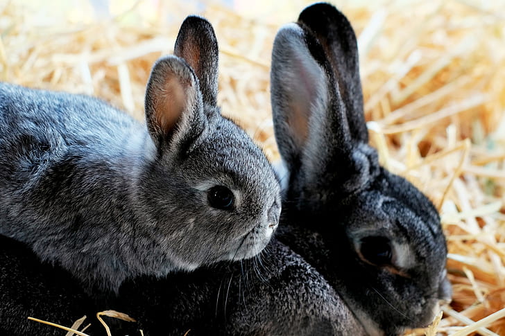 gray and black rabbits