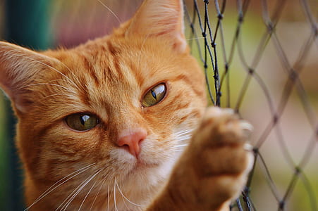 shallow focus of orange Tabby cat