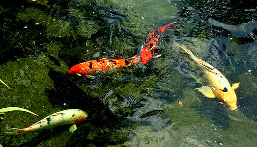 three fish in water
