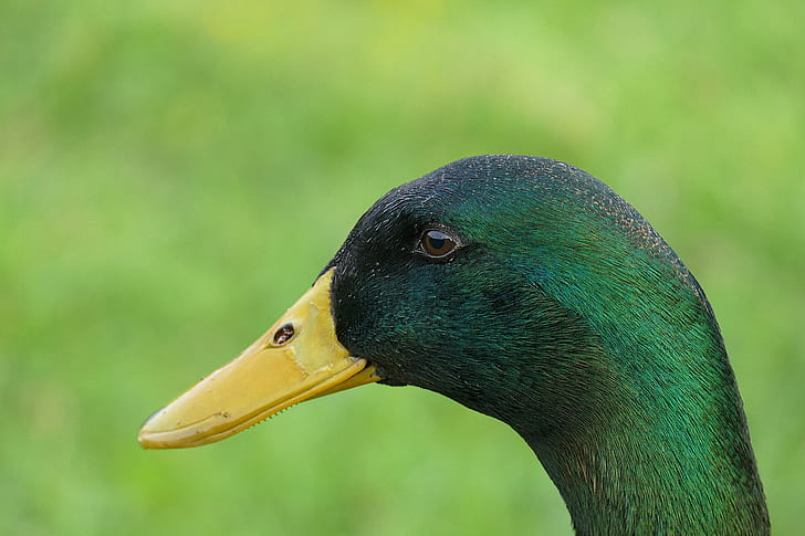 green head duck