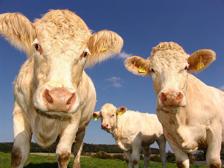 photography of three white cattles under white cloud blue skies