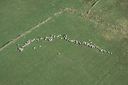 group of sheep on the green grass field