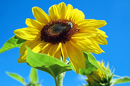 close up photography of yellow sunflower under blue sky
