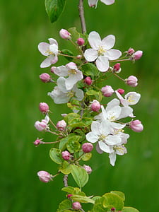 white 5-petaled flower in bloom at daytime