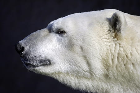 photo of polar bear during daytime