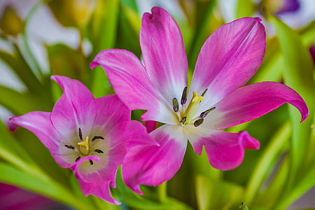 focus photography of pink and white petaled flowers
