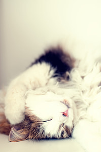 brown and white fur cat sleeping on white surface
