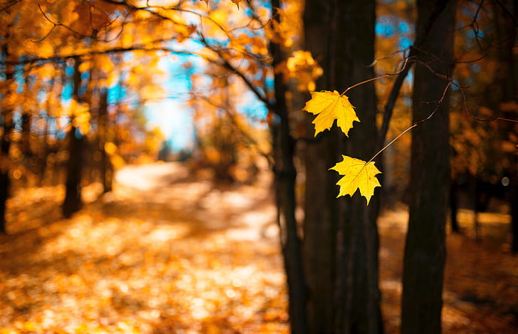 Royalty-Free photo: Brown maple leaves in tilt photography during ...