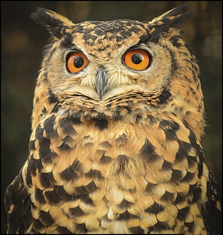 owl portrait photo