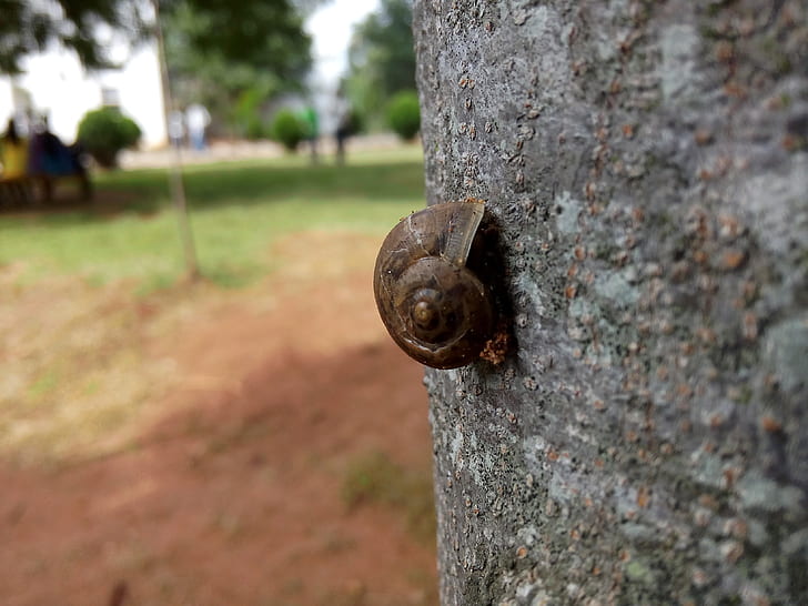 Shallow Focus Photography of Brown Snail on Tree Trunk