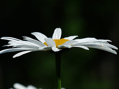 macro photograph of daisy flower