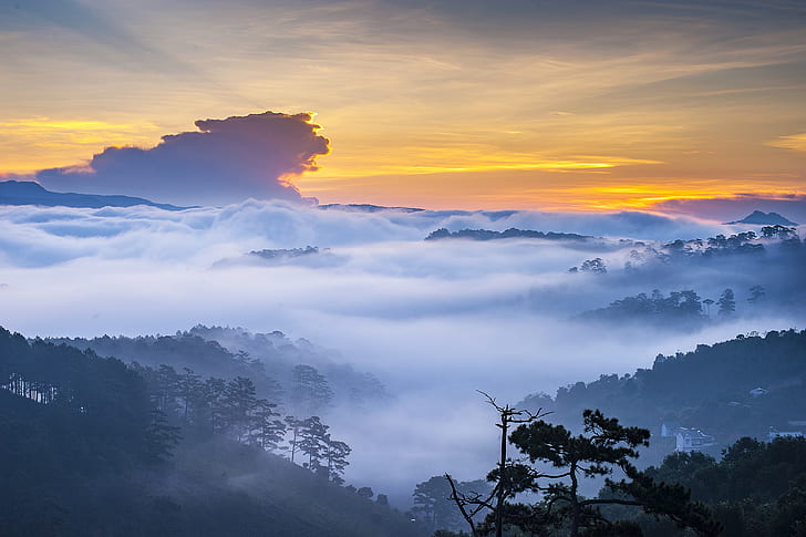 forest covered with fogs landscape photography