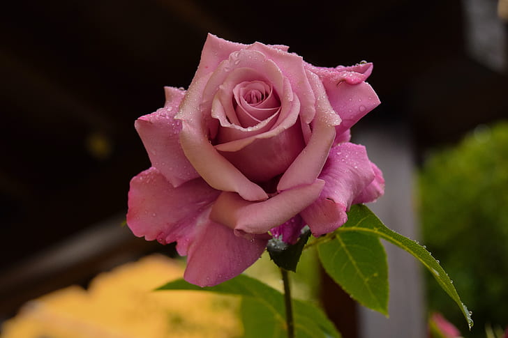 pink rose bloom during daytime