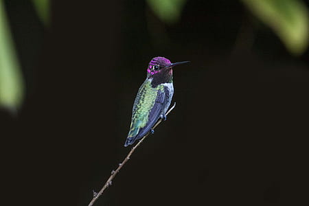 Selective Focus Photography of Green and Purple Hummingbird
