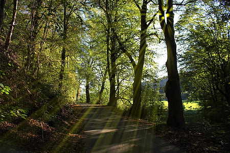 forest trees road