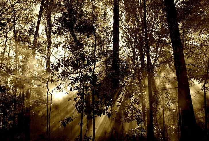black trees against the light