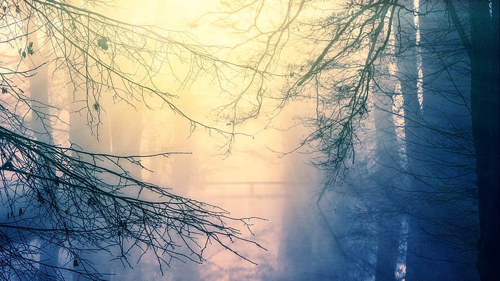 bare tree covered with fog