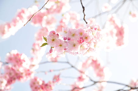 shallow focus photography of pink cherry blossom