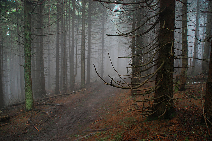 forest surrounded by mist