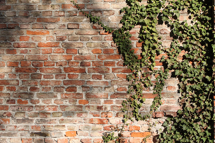 green vines on brick wall