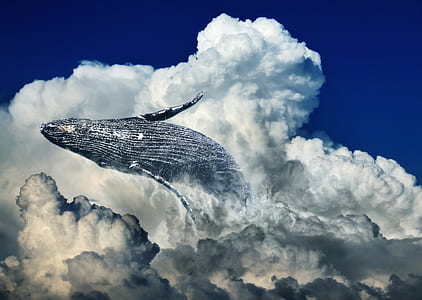 gray whale on clouds at daytime