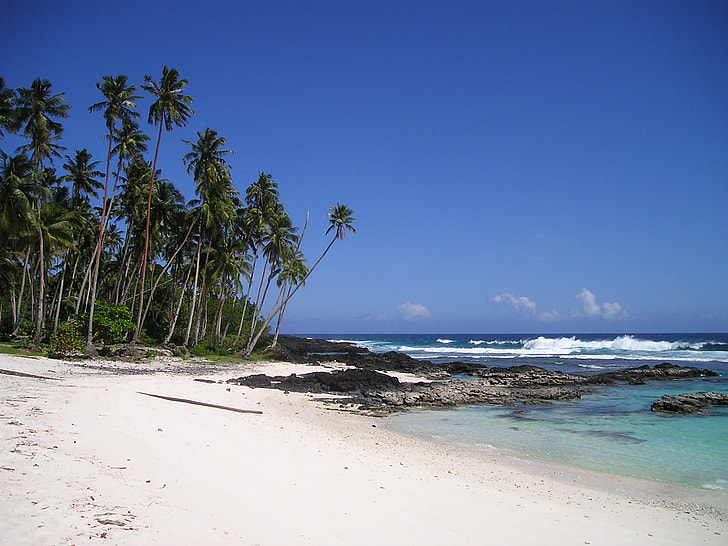 white sand seashore with palm trees during daytime