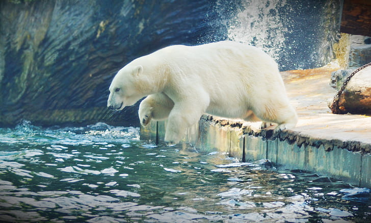 polar bear submerging to water