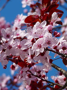 Red Pink and White Petaled Tree during Daytime