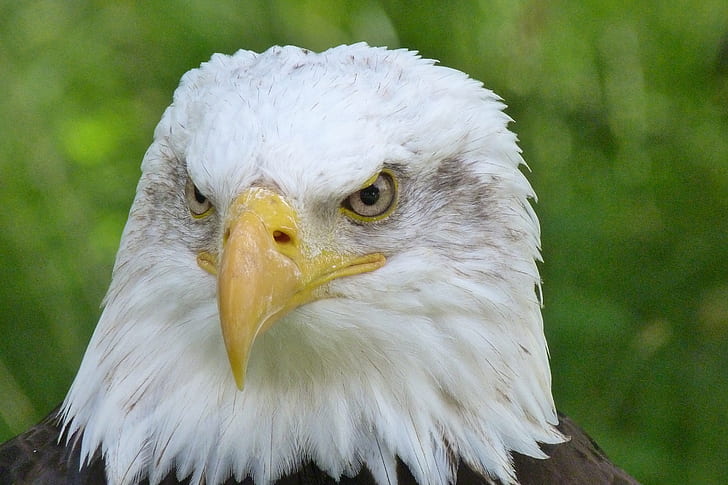 American bald eagle on green background