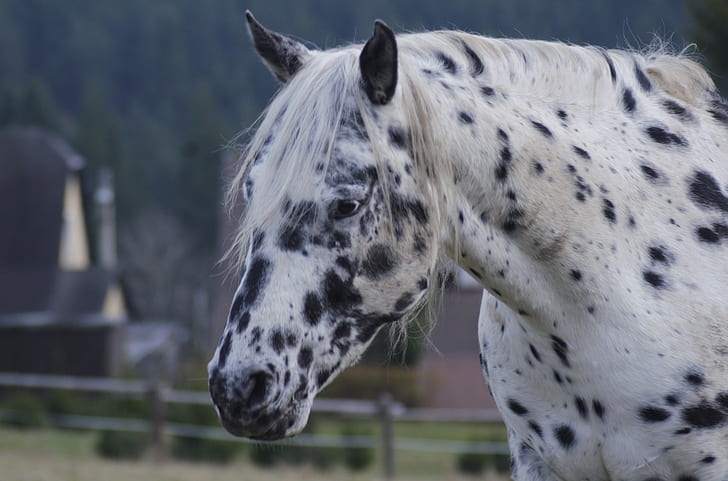 white and gray horse at daytime
