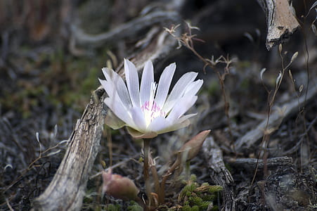 white petaled flower plant on ground