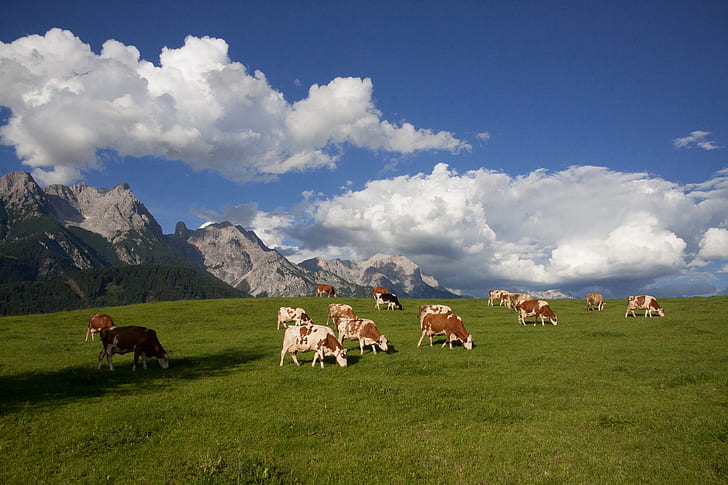 herd of cows during daytime