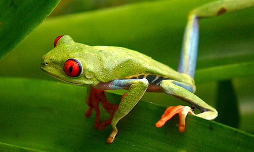 closeup photography of green frog