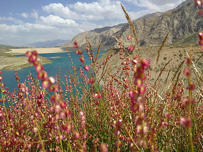 pink petaled flower field near body of water at daytime
